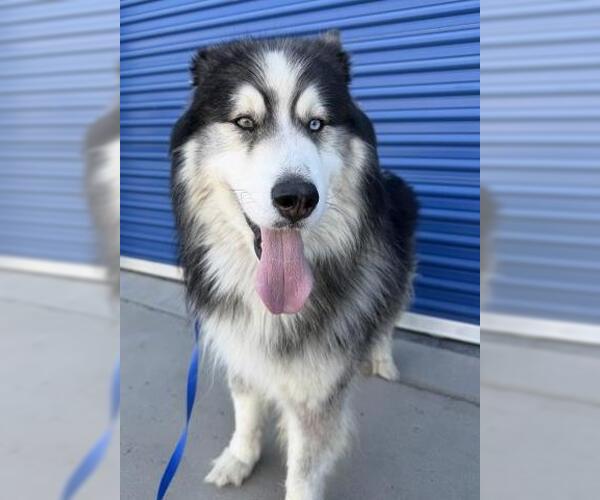 Medium Photo #1 Siberian Husky Puppy For Sale in Bakersfield, CA, USA