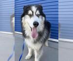 Small Siberian Husky
