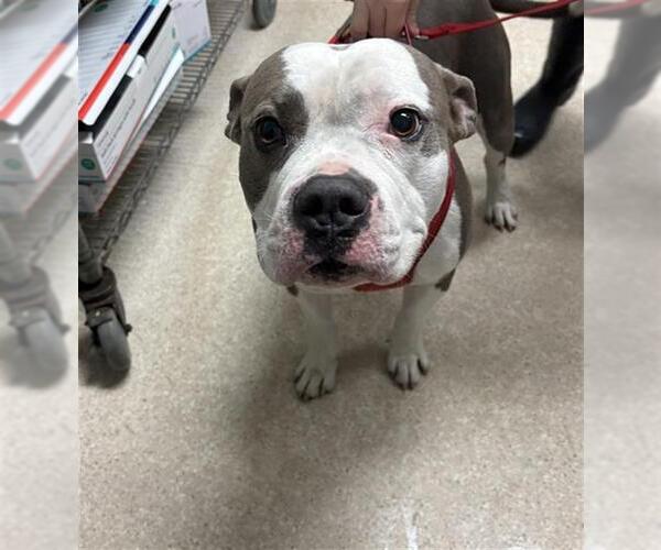 Medium Photo #1 American Pit Bull Terrier Puppy For Sale in Bakersfield, CA, USA