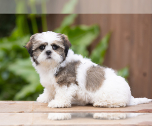Shih Tzu Puppy for sale in OAKLEY, CA, USA