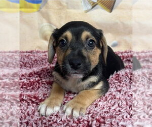 Cheagle Dogs for adoption in Lakewood, CO, USA