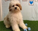 Small #1 Cavapoo