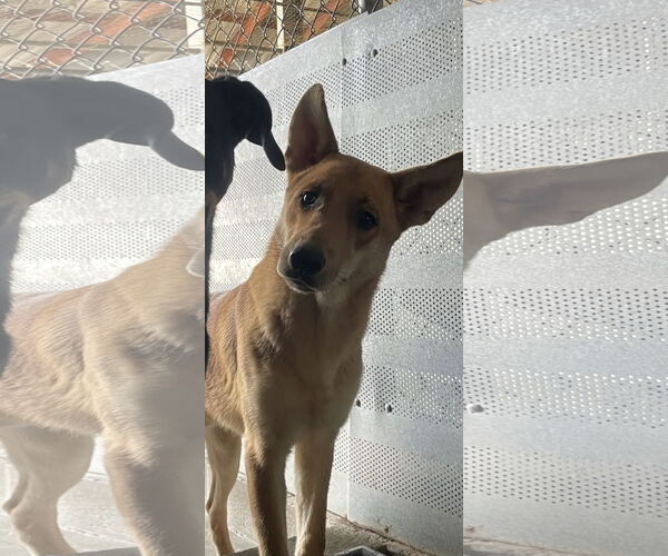 Medium Photo #1 German Shepherd Dog-Unknown Mix Puppy For Sale in El Centro, CA, USA