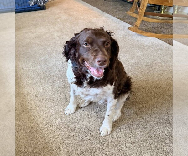 Medium Photo #1 Brittany Puppy For Sale in Curwensville, PA, USA