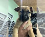 Small German Shepherd Dog Mix