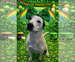 Mutt Dogs for adoption in Sistersville, WV, USA