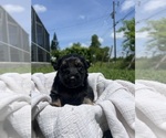 Small #2 German Shepherd Dog