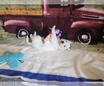 Small Photo #27 German Shepherd Dog Puppy For Sale in CECILIA, KY, USA