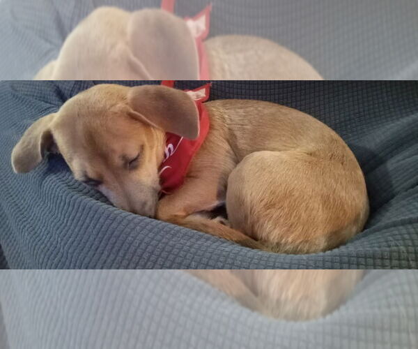 Medium Photo #6 Mutt Puppy For Sale in Gloversville, NY, USA