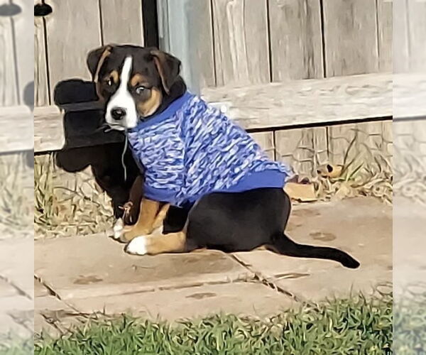 Medium Photo #10 Mutt Puppy For Sale in OKLAHOMA CITY, OK, USA