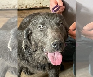Newfoundland Puppy for sale in AURORA, IN, USA