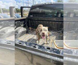 American Staffordshire Terrier Dogs for adoption in San Antonio, TX, USA
