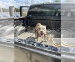 JULIE - Female American Staffordshire Terrier Dog for Adoption - Small photo