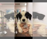 Small Photo #6 Dachshund-Unknown Mix Puppy For Sale in Holly Springs, NC, USA