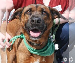 Labrador Retriever-Unknown Mix Dogs for adoption in Washington, DC, USA