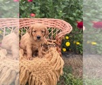 Puppy Harmony Golden Retriever