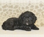 Small #2 Cavapoo