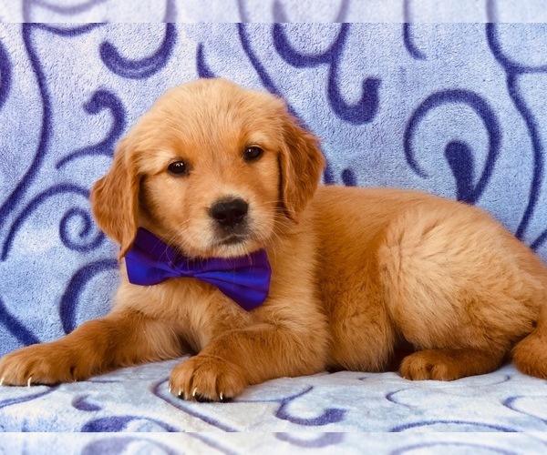 Medium Photo #4 Golden Retriever Puppy For Sale in CLAY, PA, USA