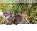 Small #50 ShihPoo