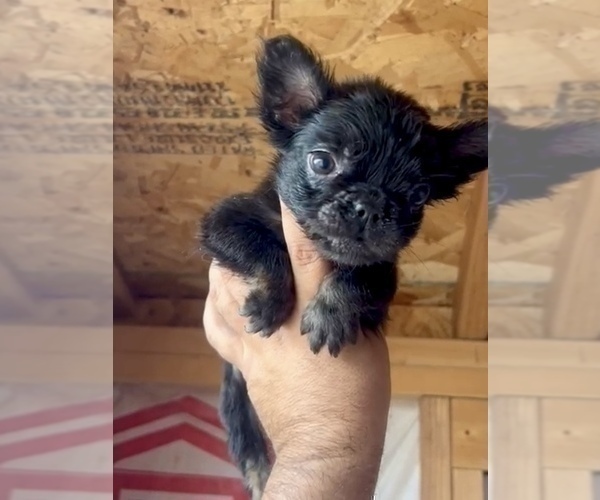 Medium Photo #3 French Bulldog Puppy For Sale in SAN FRANCISCO, CA, USA