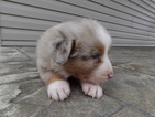 Small Photo #9 Australian Shepherd Puppy For Sale in ADAIRO, OH, USA