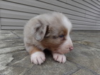 Small #8 Australian Shepherd