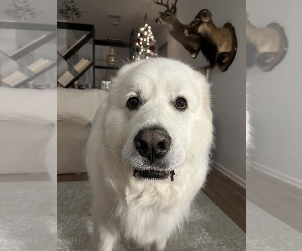 Medium Photo #6 Great Pyrenees Puppy For Sale in Houston, TX, USA
