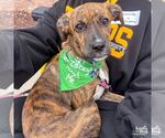 Small #9 Boxer-Plott Hound Mix