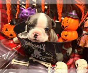 Boston Terrier Puppy for sale in NEWBURGH, IN, USA