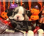 Percy - Male Boston Terrier Puppy for Sale - Small photo