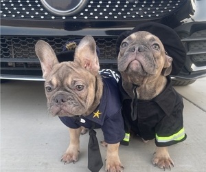 French Bulldog Puppy for sale in CHARLOTTE, NC, USA