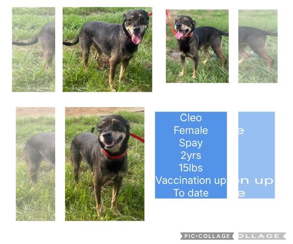 Medium Photo #1 Chihuahua-Unknown Mix Puppy For Sale in Virginia Beach, VA, USA