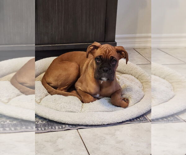 Medium Photo #5 Boxer Puppy For Sale in Brights Grove, Ontario, Canada