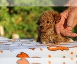 Small #5 Poodle (Toy)