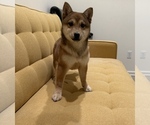 Small Shiba Inu
