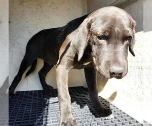 Mutt Dogs for adoption in San Antonio, TX, USA