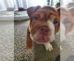 Small Photo #3 Bulldog Puppy For Sale in ANAHEIM, CA, USA