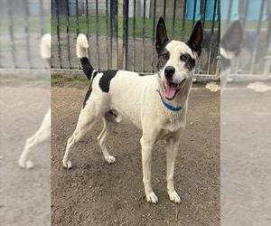 Labrador Retriever Dogs for adoption in Riverside, CA, USA