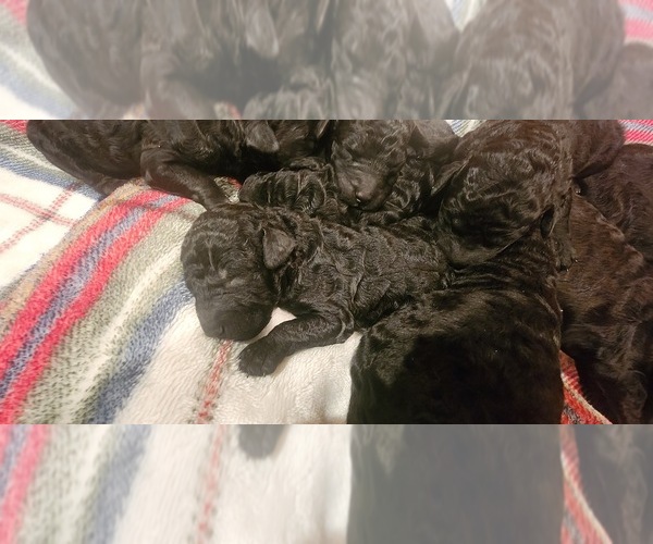 Medium Photo #1 Goldendoodle Puppy For Sale in GARLAND, TX, USA