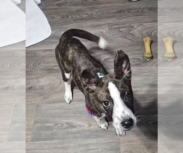Medium Photo #4 Mountain Cur-Unknown Mix Puppy For Sale in Alexander, AR, USA