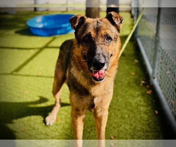 Medium Photo #1 German Shepherd Dog Puppy For Sale in Orlando, FL, USA