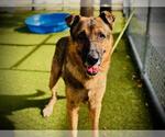 Small German Shepherd Dog