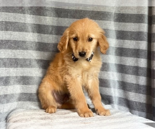Medium Photo #4 Golden Retriever Puppy For Sale in LAKELAND, FL, USA