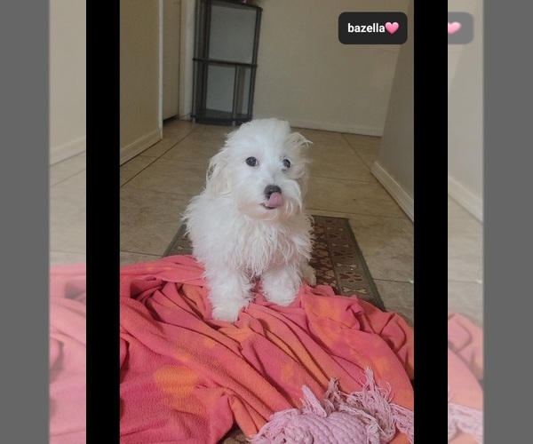 Medium Photo #3 Havanese Puppy For Sale in TUCSON, AZ, USA