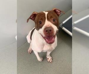 American Pit Bull Terrier Dogs for adoption in Fayetteville, NC, USA
