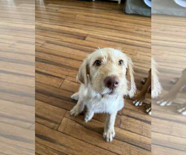 Medium Photo #3 Labrador Retriever-Unknown Mix Puppy For Sale in Shillington, PA, USA