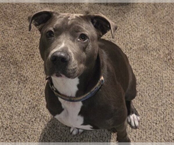 Medium Photo #7 American Pit Bull Terrier-Unknown Mix Puppy For Sale in Ocala, FL, USA