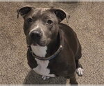 Small #6 American Pit Bull Terrier Mix