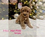 Puppy Puppy 3 Goldendoodle (Miniature)