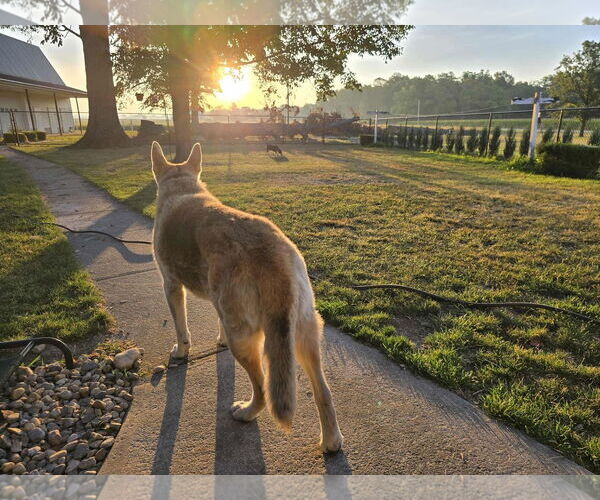 Medium Photo #13 Mutt Puppy For Sale in Germantown, OH, USA